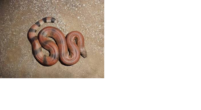 Red Sand Boa