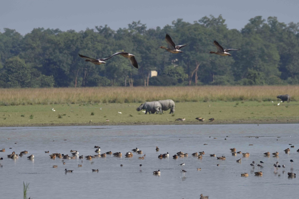 Biodiversity that shows Rhino and birds